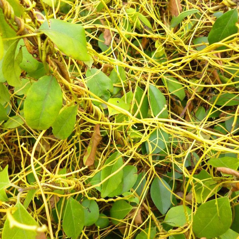 菟丝子种子新采菟丝子优质菟丝子种子中药材菟丝子种子易种