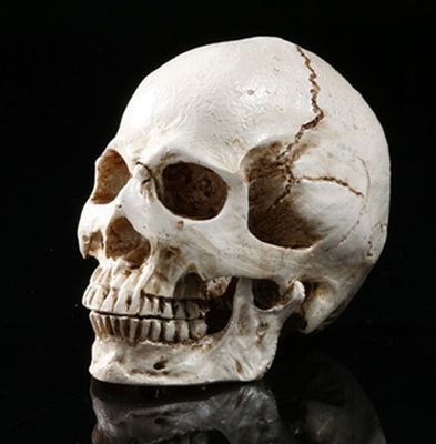 外贸爆款 仿真模型雕刻制作高档树脂骷髅头人类头骨模型居家摆设