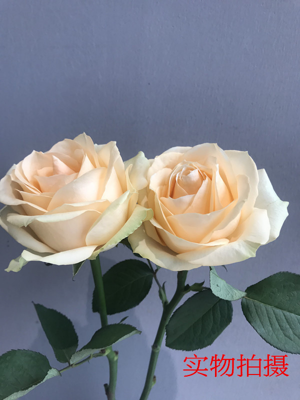 [迪威娜 香槟玫瑰]昆明鲜花批发 居家装饰 香槟蜜桃雪山鲜切花