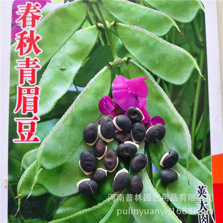 家庭菜园系列 大荚眉豆种子 眉豆种子 彩袋精装 厂价直销