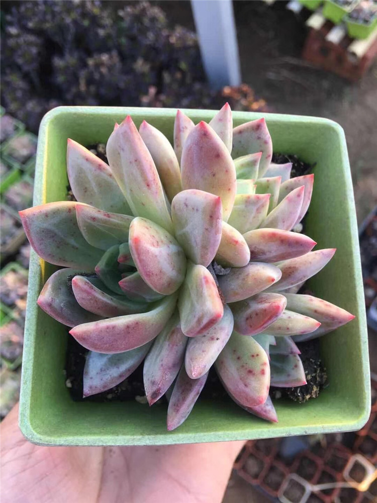 845大棚特价多肉植物批发 粉香槟3-6头盆10cm品相实拍多肉品种