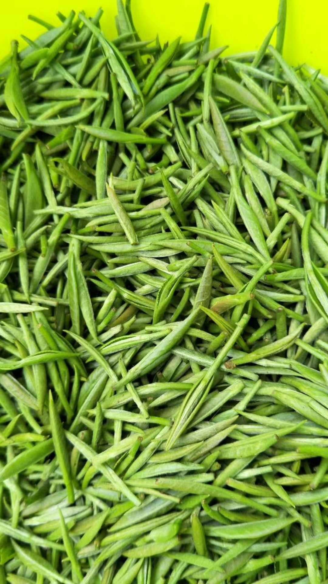 2019早春梅占雀舌绿茶单芽广西三江茶叶厂家直销现货批发高品级