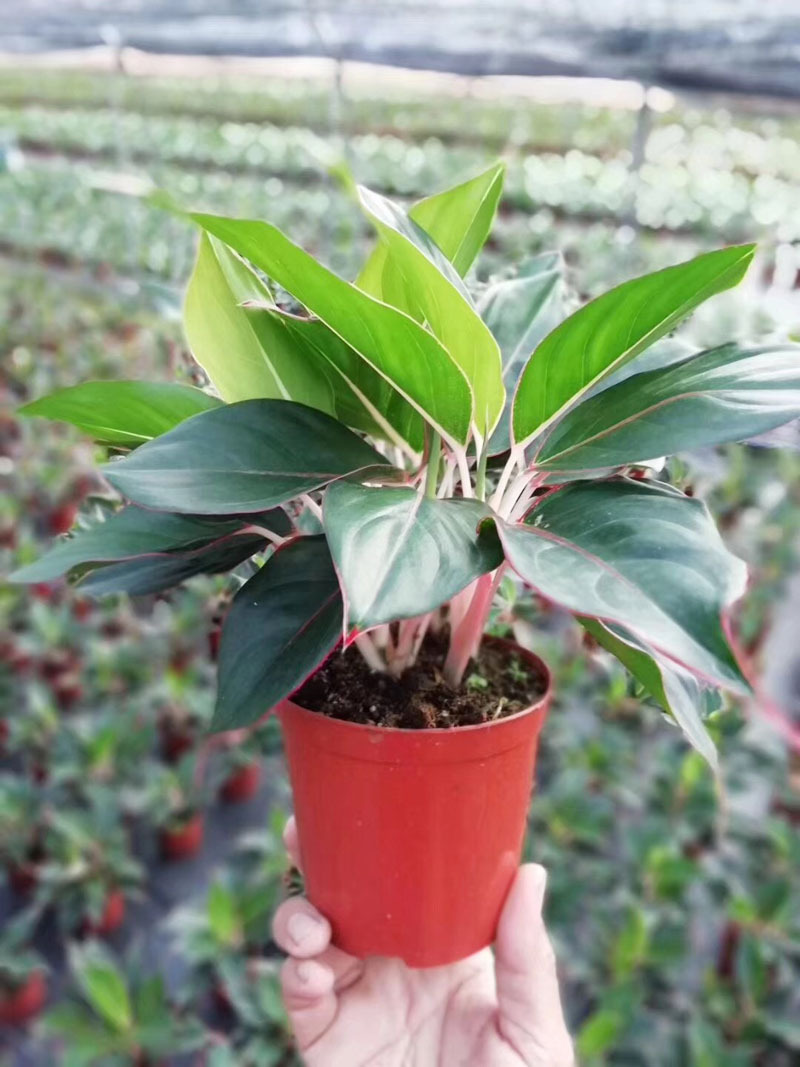 【基地直销】观叶植物花卉小盆栽 吸甲醛净化空气140#蓝宝石