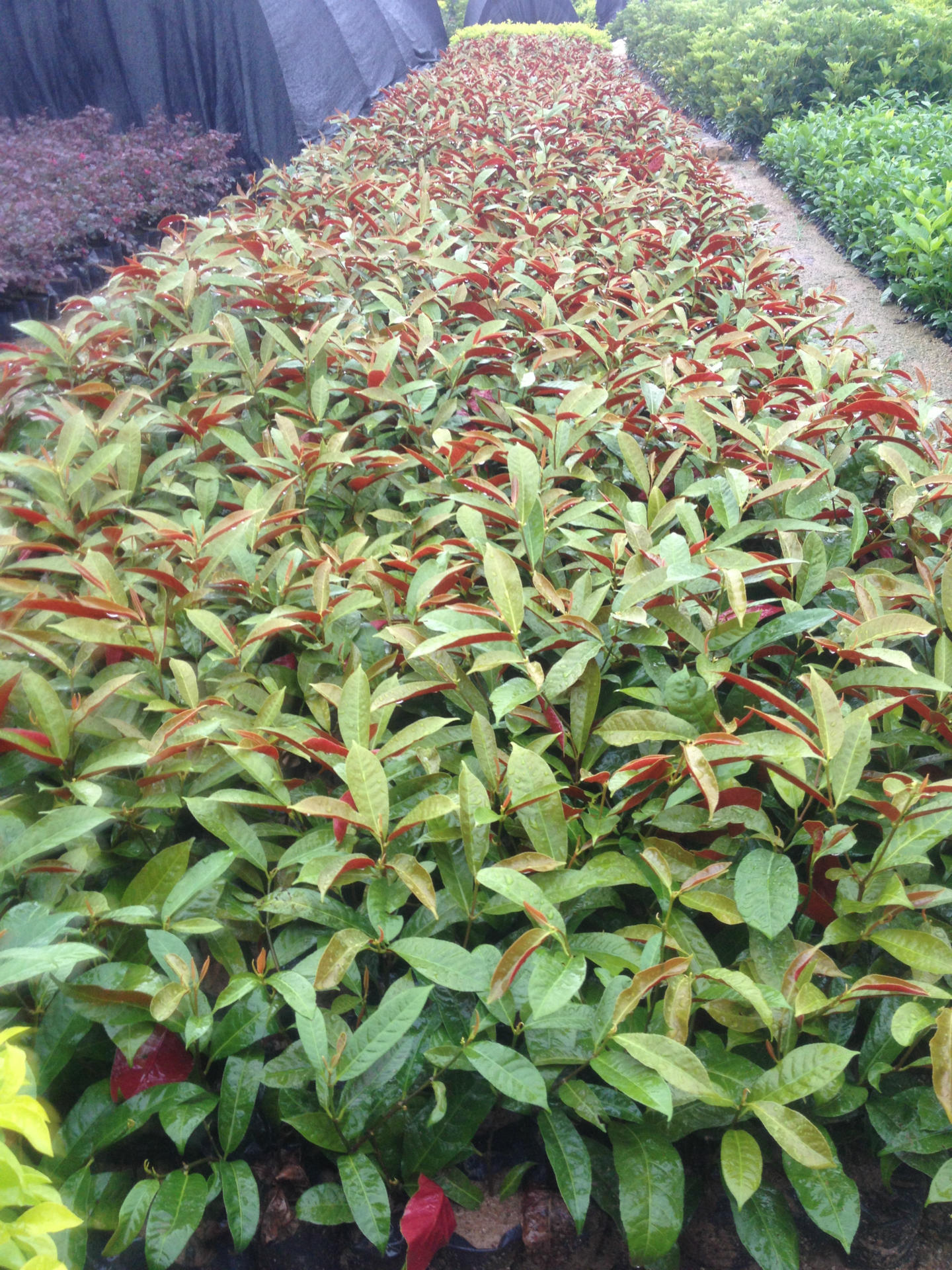 厂家直供巴西野牡丹 巴西野牡丹花卉苗木基地 庭院绿化苗木