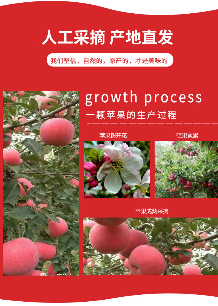 雪原红富士苹果水果产地直发无蜡新鲜脆甜多汁75#果5斤起批发包邮