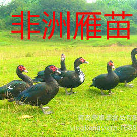 非洲雁苗 美洲雁苗 红头黑燕苗 香醇雁苗 供果树酒店农场庄园除草
