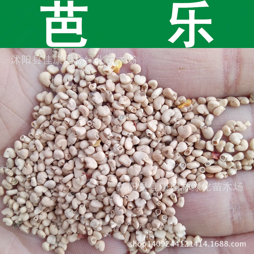 芭乐种子 鸡屎果 番石榴种子 拔子 芭乐籽 番石榴籽 1件=1斤