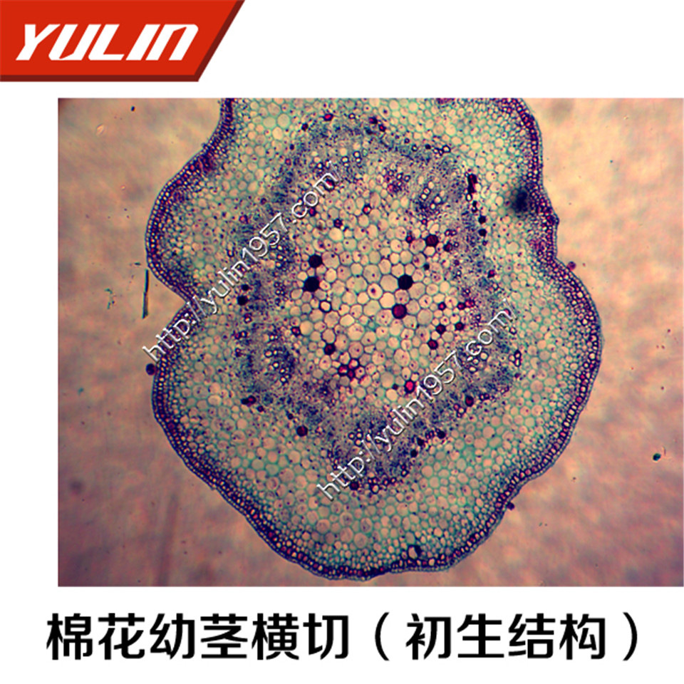 生物仪器切片厂家 棉花幼茎(初生结构) 雨林供应切片
