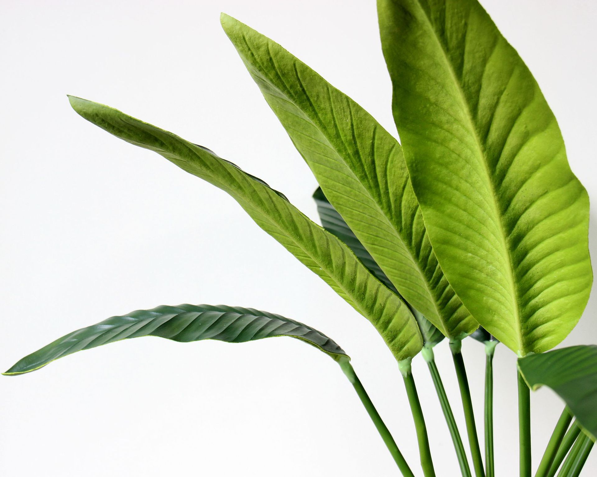 片尺寸:长88cm品名:pu肉感特大天堂鸟叶所示价格均为不含运费不含税