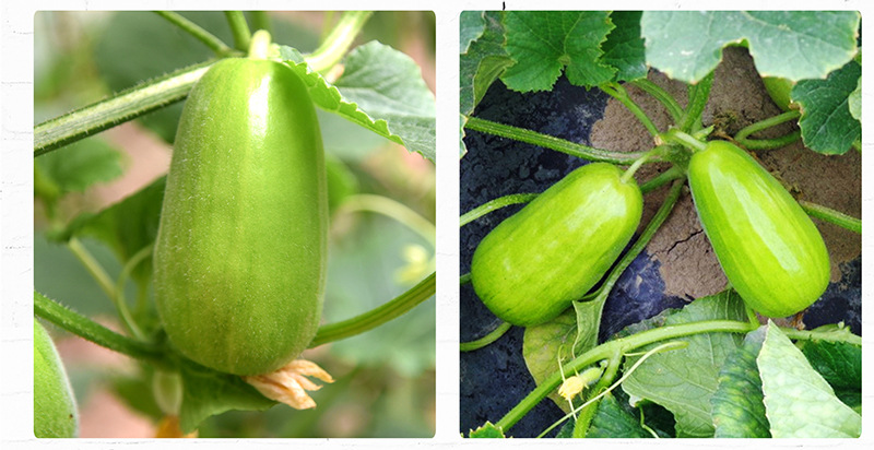 中科茂华蔬菜种子甜瓜菜瓜种子特选八棱脆菜瓜种子大棚基地高产量