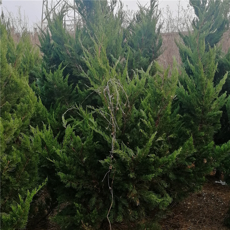 厂家现货直销龙柏松 易成活品种保障价格实惠产品保障