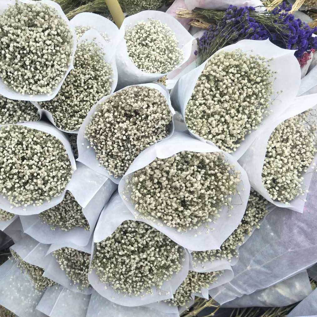 自然晒干花满天星白色小朵浪漫礼物满天星云南基地种植满天星批发