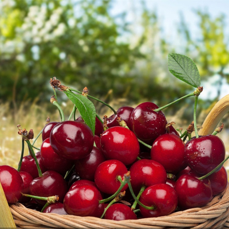 香妃樱桃苗 果树苗木种苗 南方甜樱桃苗 新品种嫁接车厘子苗