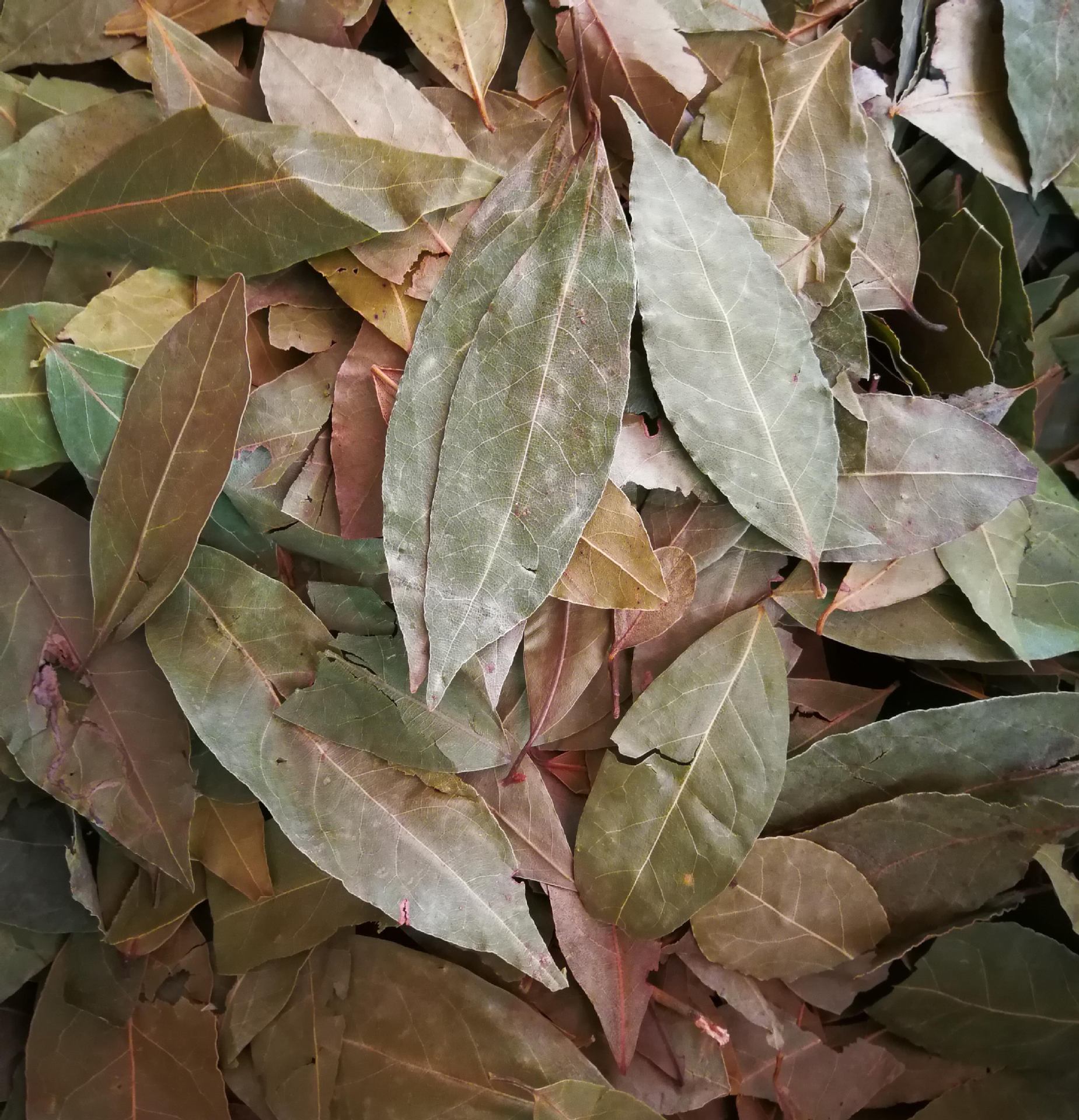 供应香叶 月桂叶 调料香叶 特级香叶 可代磨香叶粉 另有香茅草出