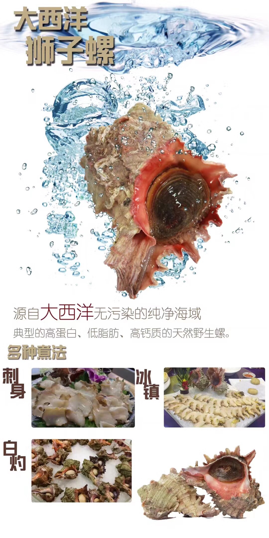 大西洋海螺 熟冻狮子螺 大海螺 千手螺 骨螺 刺身料理食材