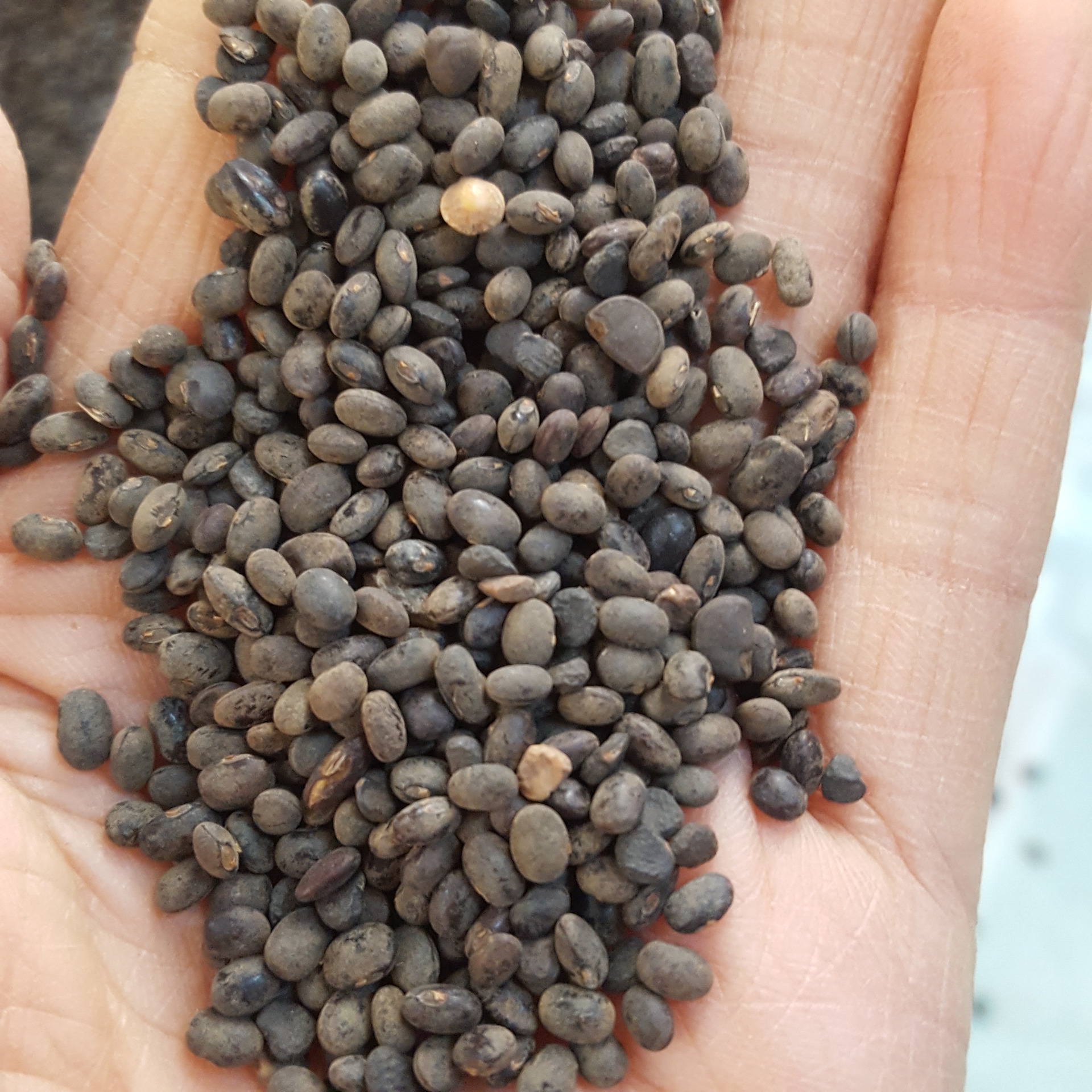 供应 野料豆 零乌豆 马料豆 细黑豆 稽豆 料豆 马豆