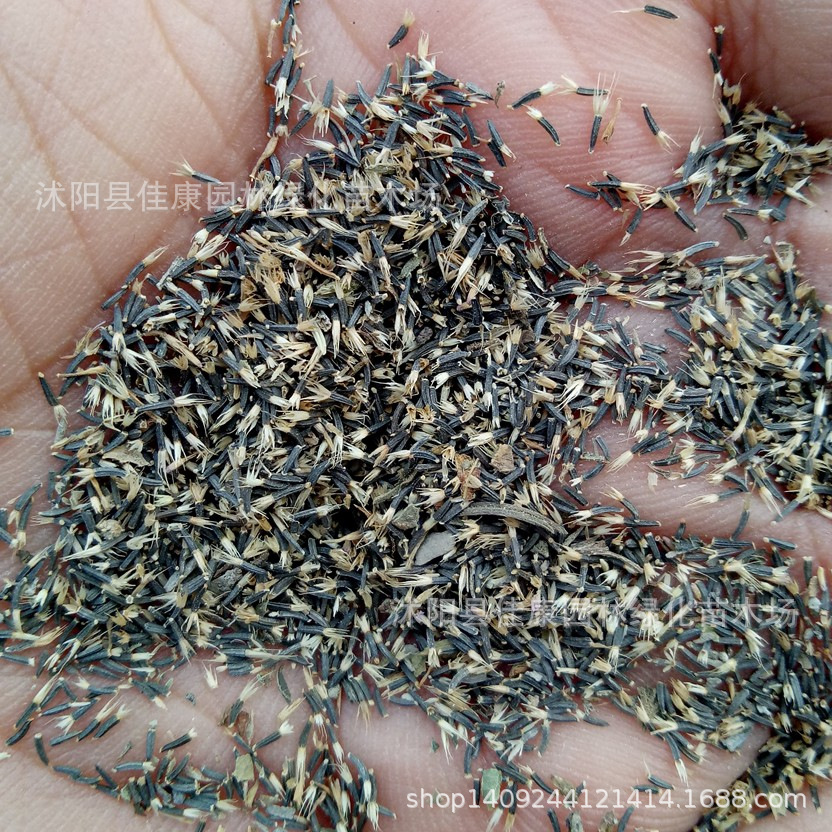 草花种子 藿香蓟种子 一枝香 胜红蓟种子 霍香蓟 1件=1斤