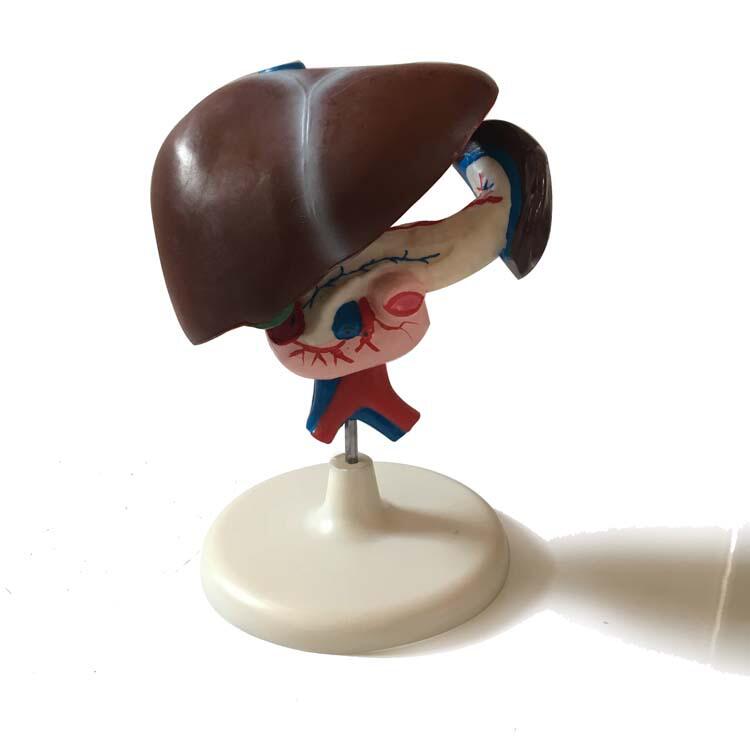 教学仪器实验室用具中学生物教学器材肝十二指肠胰脏仿生模型直供