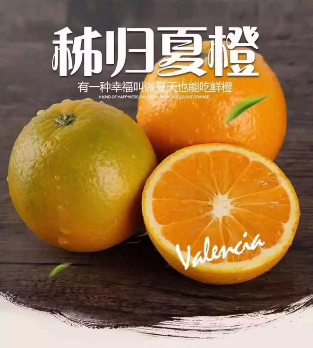 采摘直发5斤秭归夏橙包邮应季水果 新鲜水果秭归蜜奈夏橙一件代发
