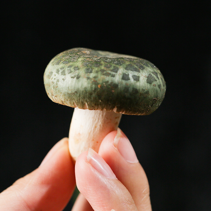 青头菌500g散装云南特产食用菌鲜货煲汤食材新鲜菌子批发菌菇鲜品