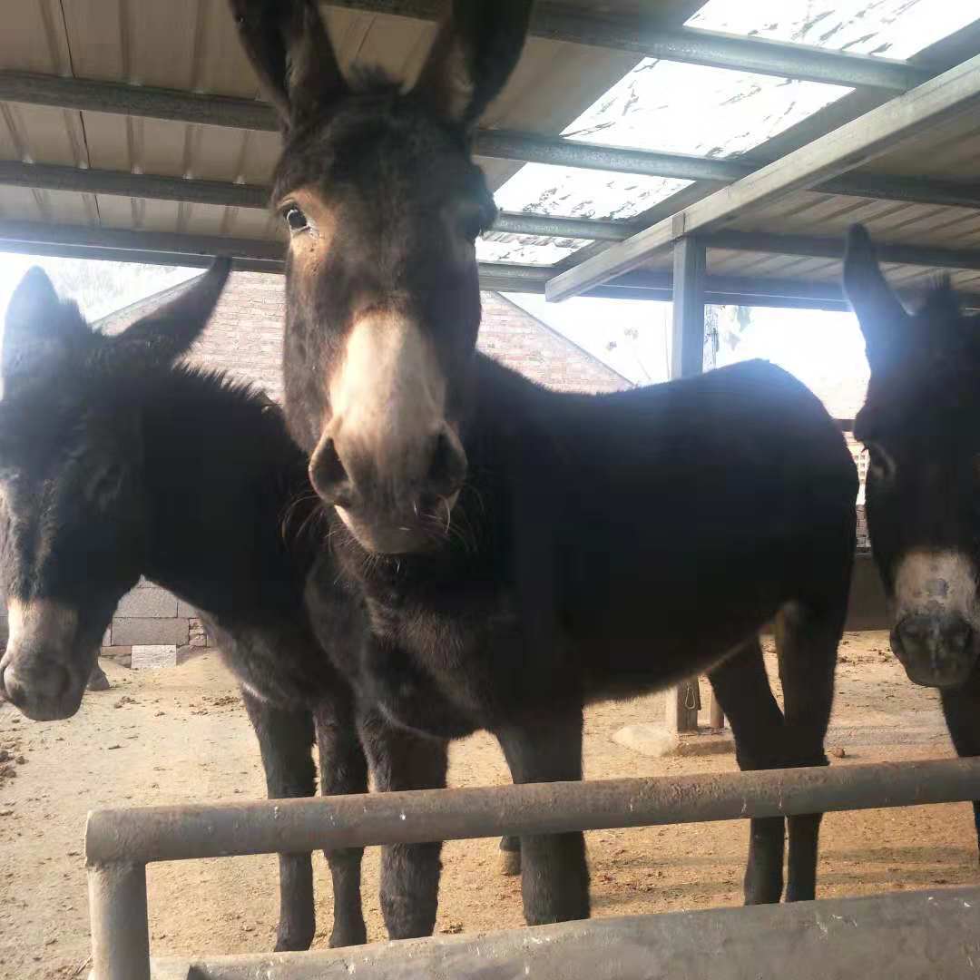 0成交0匹更多小驴种驴厂家小驴种驴品牌鸟用保健砂猪仔嘜小公鸡小香猪