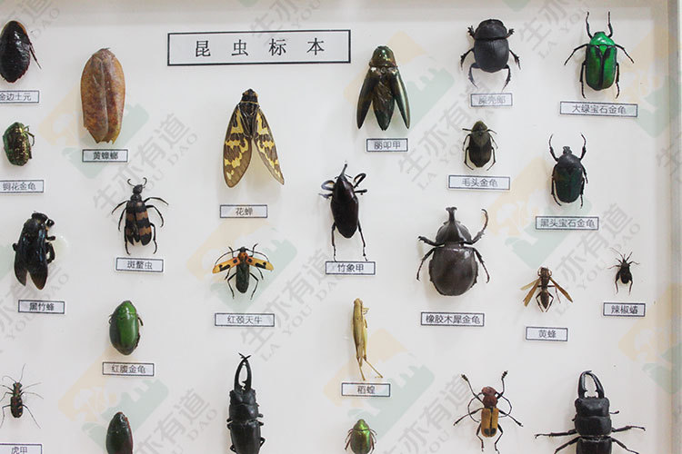30种常见昆虫标本 蓝宝石金龟 松吉丁 黑竹蜂 花虫 红