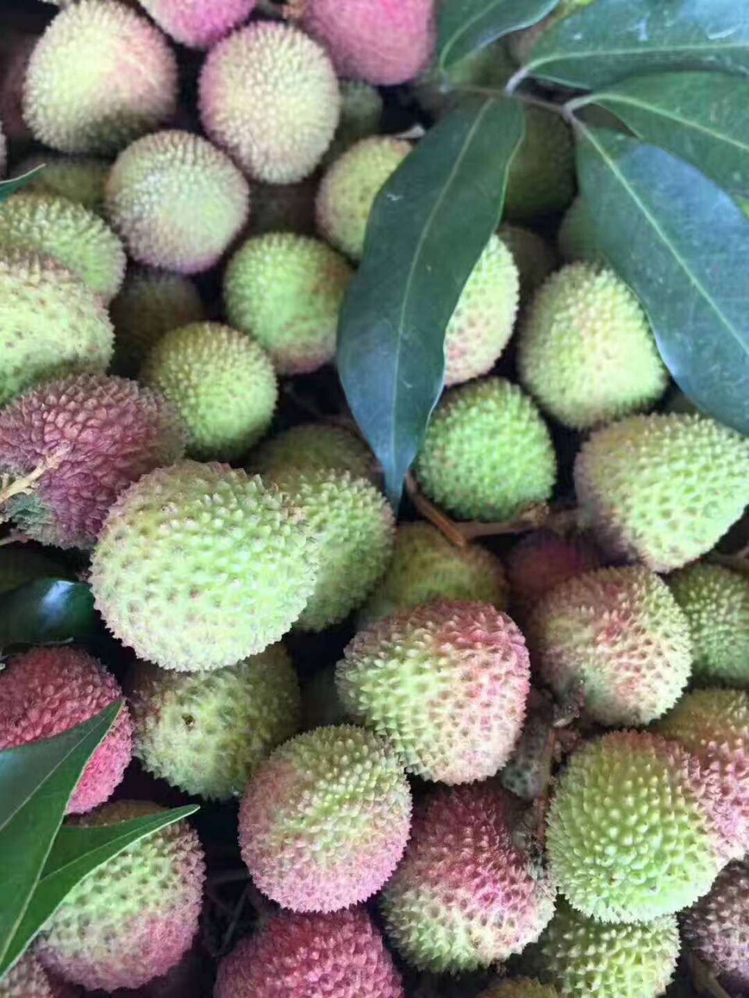 招商 妃子笑荔枝三斤装 新鲜荔枝