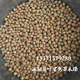 批发加拿大麻豌豆种子龙须苗龙须菜豌豆尖 品质保证量大优惠