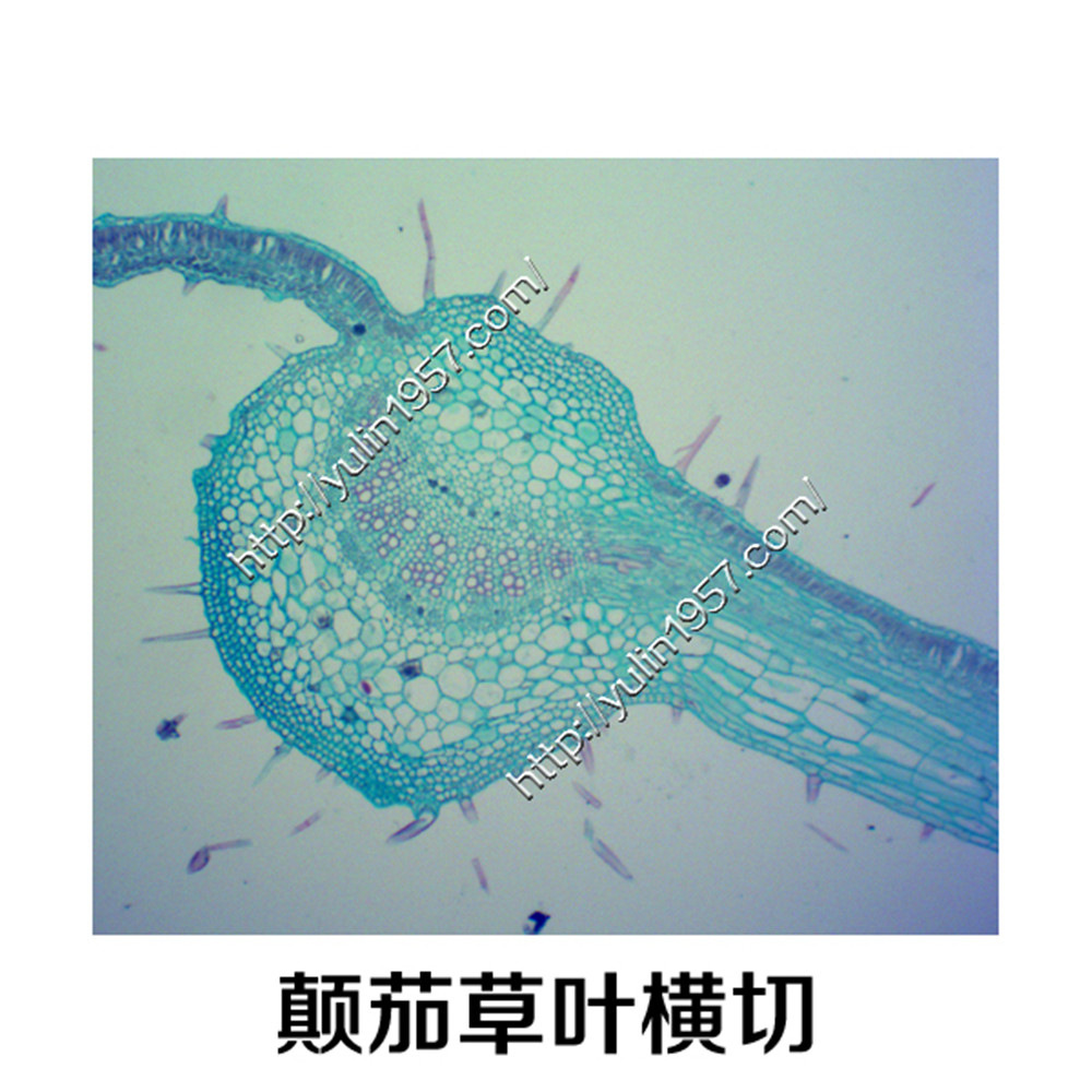 颠茄草叶横切中草药生物实验切片实验器材生物显微