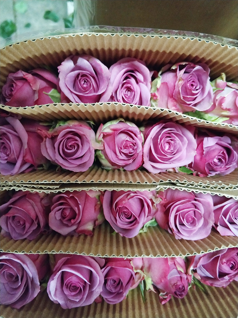 【冷美人】玫瑰 云南昆明玫瑰鲜花批发 斗南鲜花基地直发 20支/扎