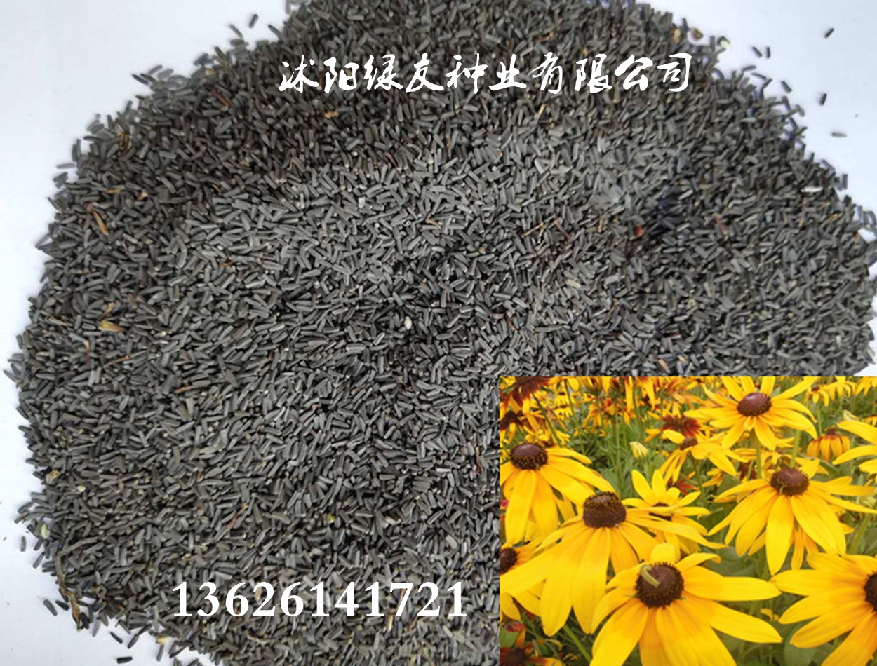 批发黑心菊种子 多年生观赏黑心菊 道路 景观花海等种植