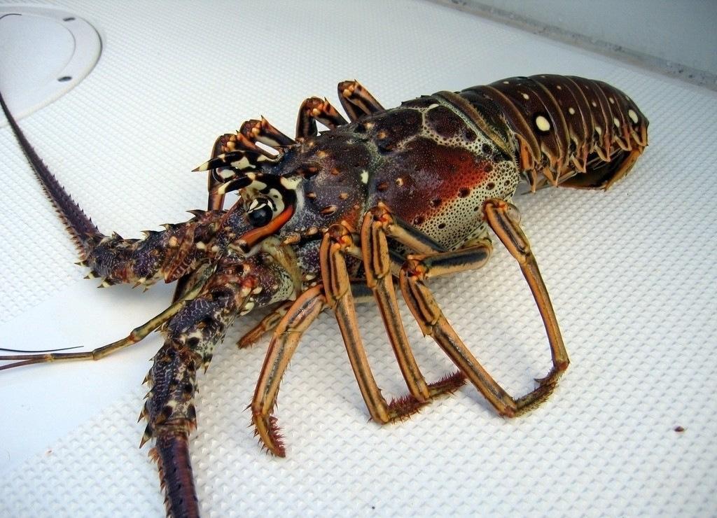 速冻冷冻古巴龙虾波龙澳龙 4-15头 带须餐饮酒席龙虾生鲜速冻食材