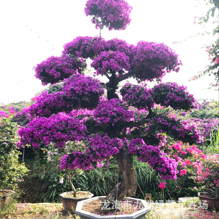 福建三角梅树桩 紫色三角梅盆景 三角梅古桩 三角梅桩头桩景老桩