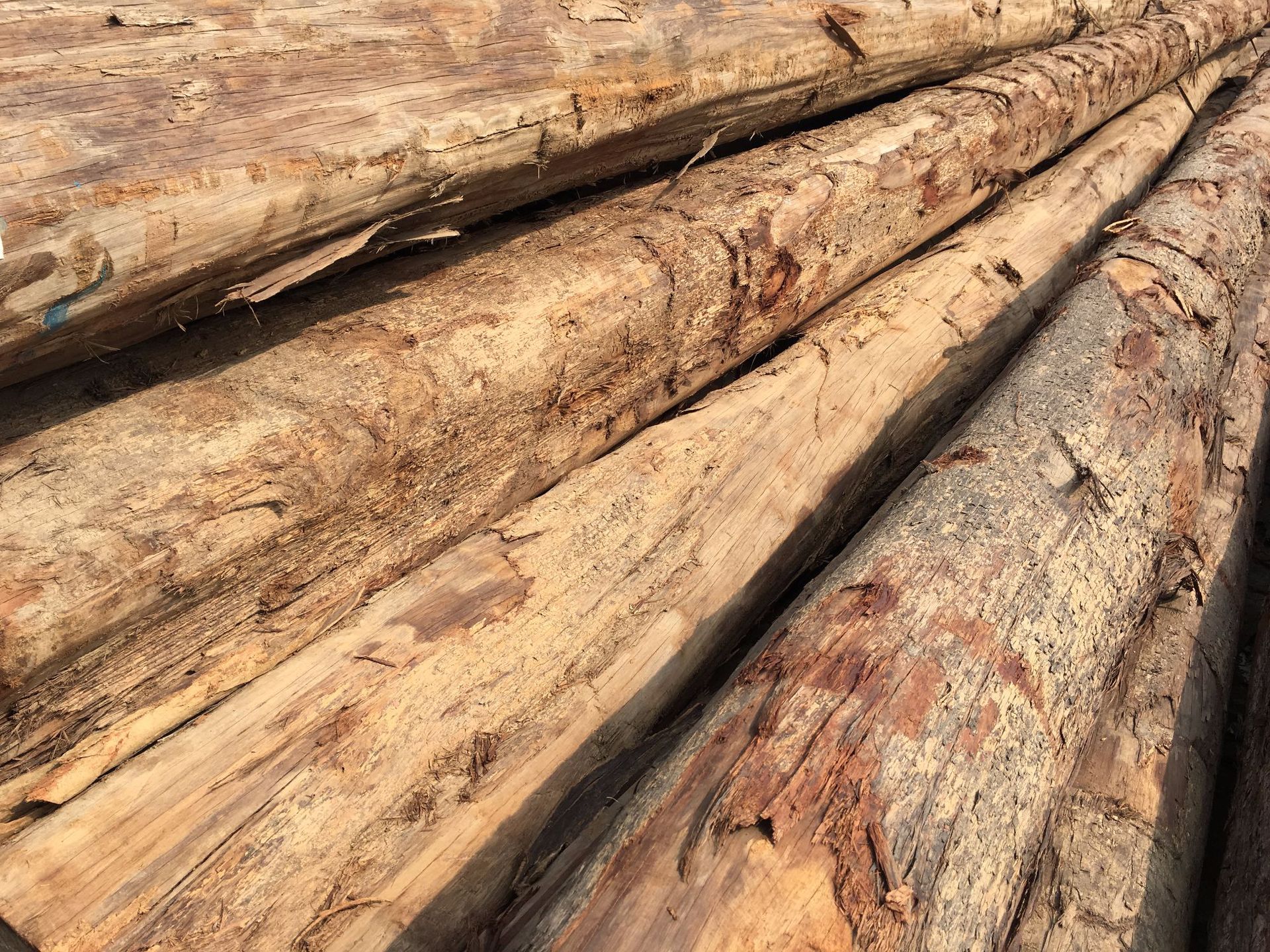 坤甸木原木批发 印尼坤甸实木定尺定寸生产 各类进口原木批发加工