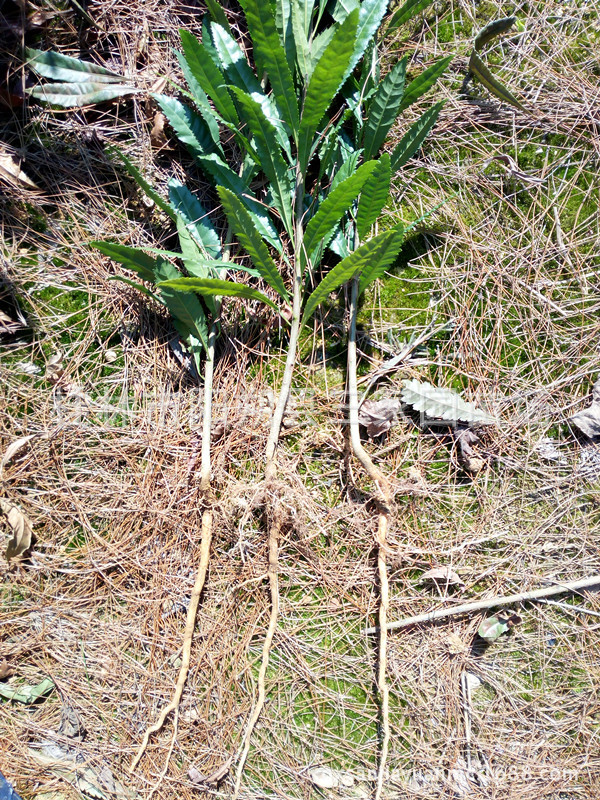 实生杨梅苗 杨梅小苗 杨梅树苗 野生杨梅苗 东魁杨梅苗 直生杨梅