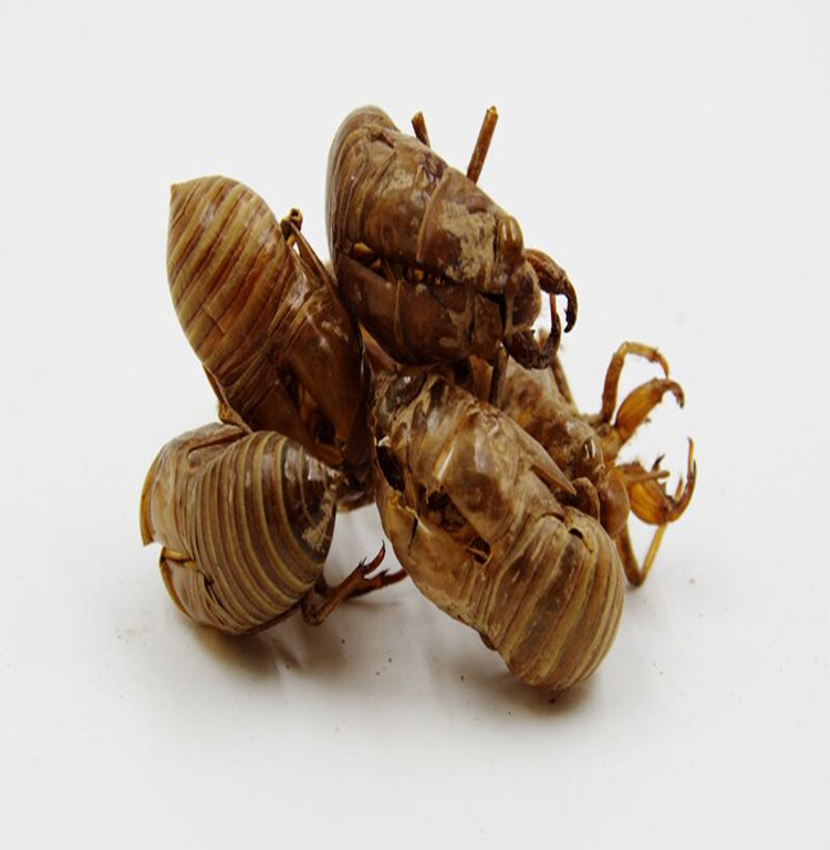 蝉蜕 正品蝉衣蝉壳虫蜕虫退爬了猴壳金蝉衣知了皮一公斤包邮