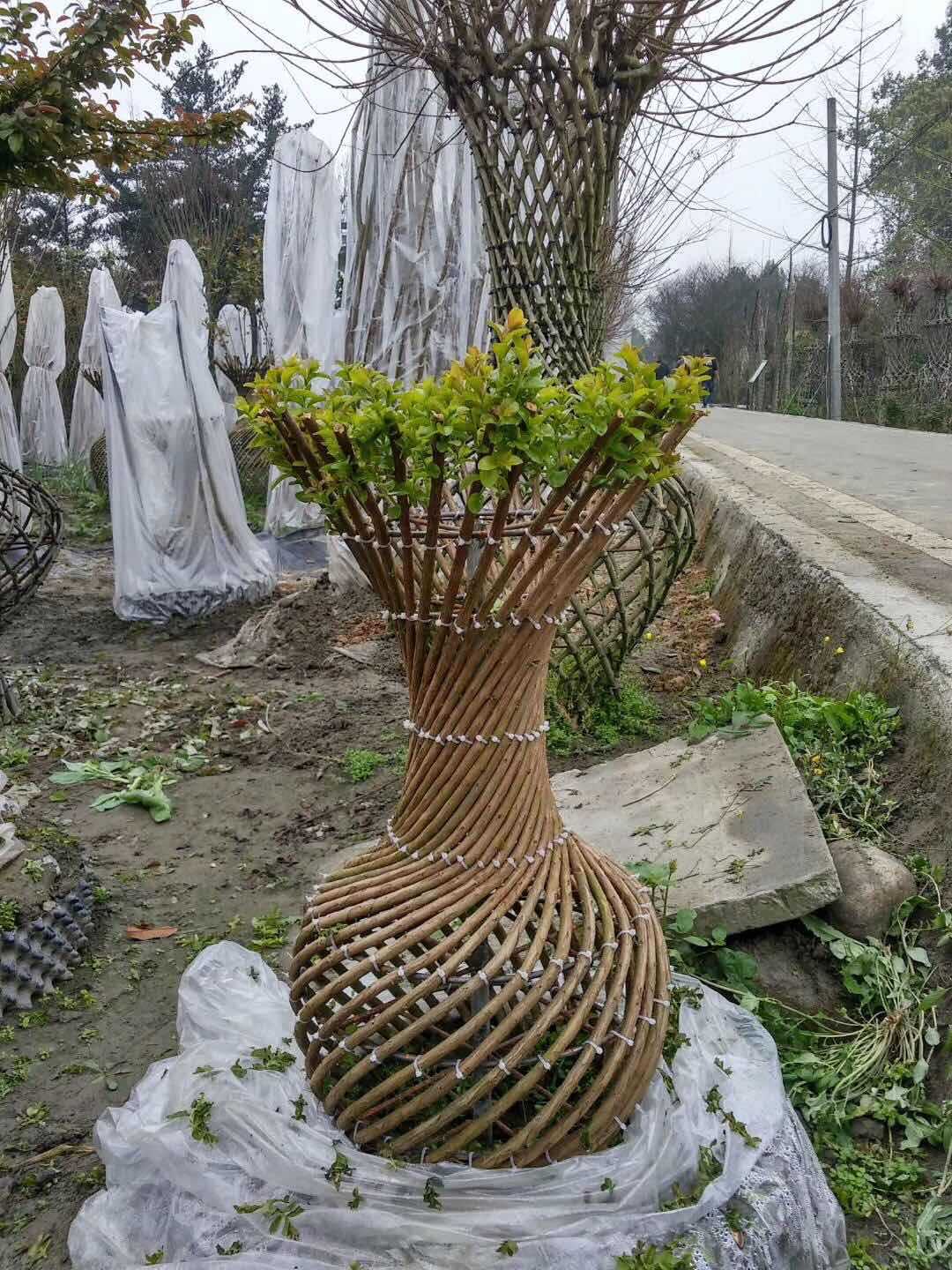 成都大红紫薇花瓶造型批发 痒痒树百日红 植物编织紫薇造型紫薇树