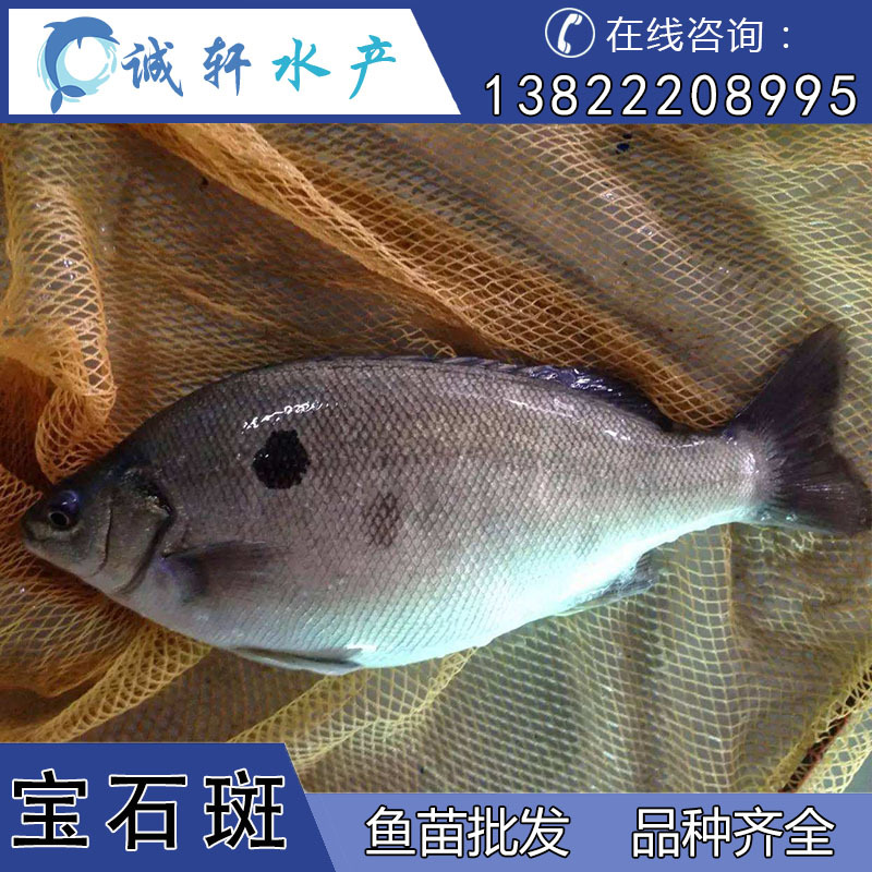澳洲宝石斑 宝石鲈鱼苗 淡水斑鱼苗 批发鱼苗 工厂化养殖 直供