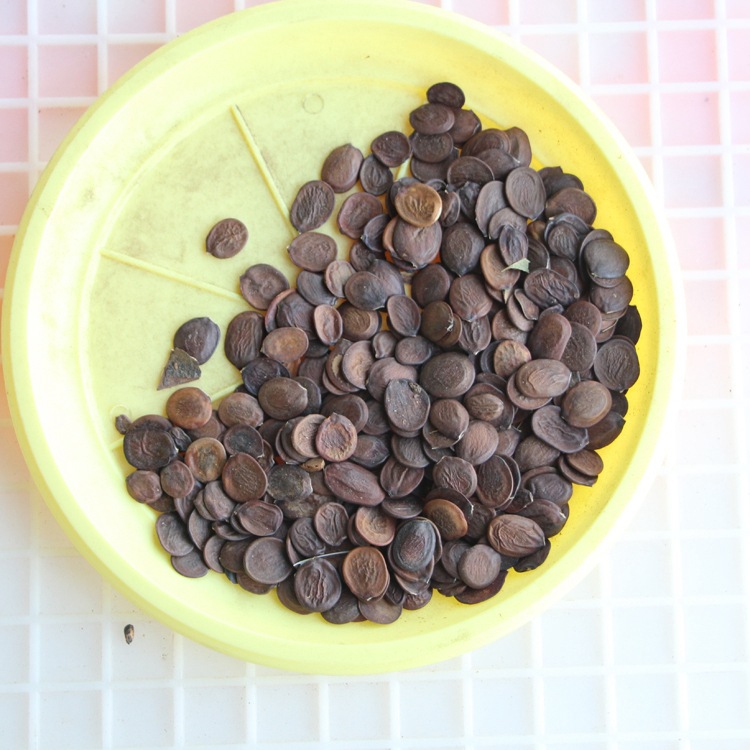 羊蹄甲种子新采羊蹄甲种子优质红花羊蹄甲种子宫粉紫荆树种子