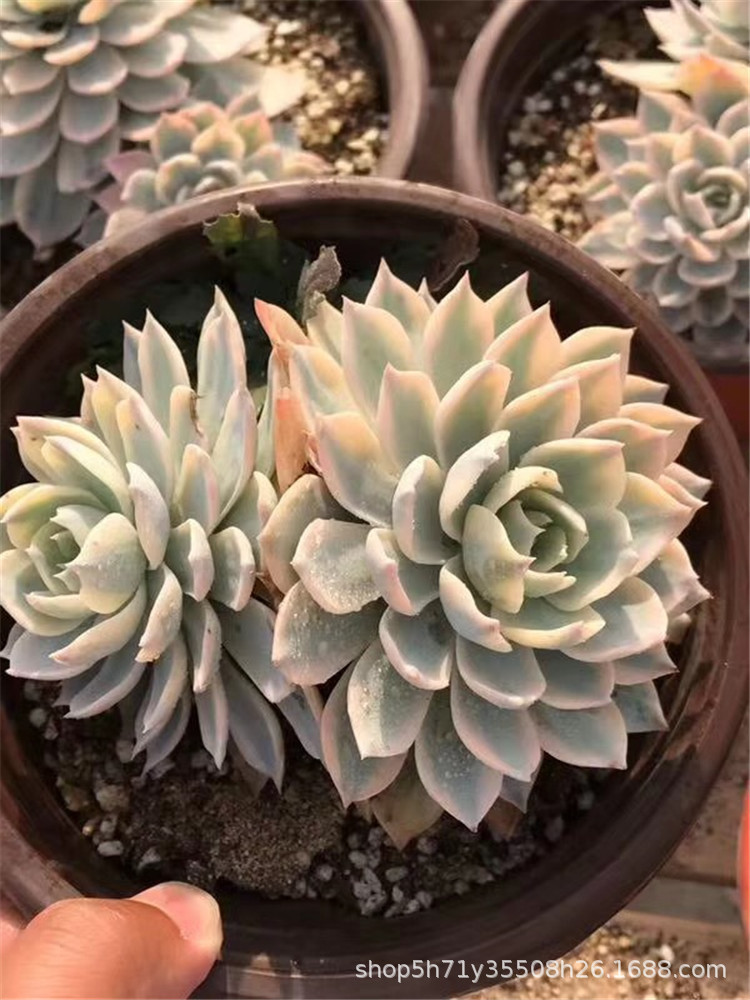 965多肉植物大棚批发皮氏锦双头小桩盆10cm多肉品种