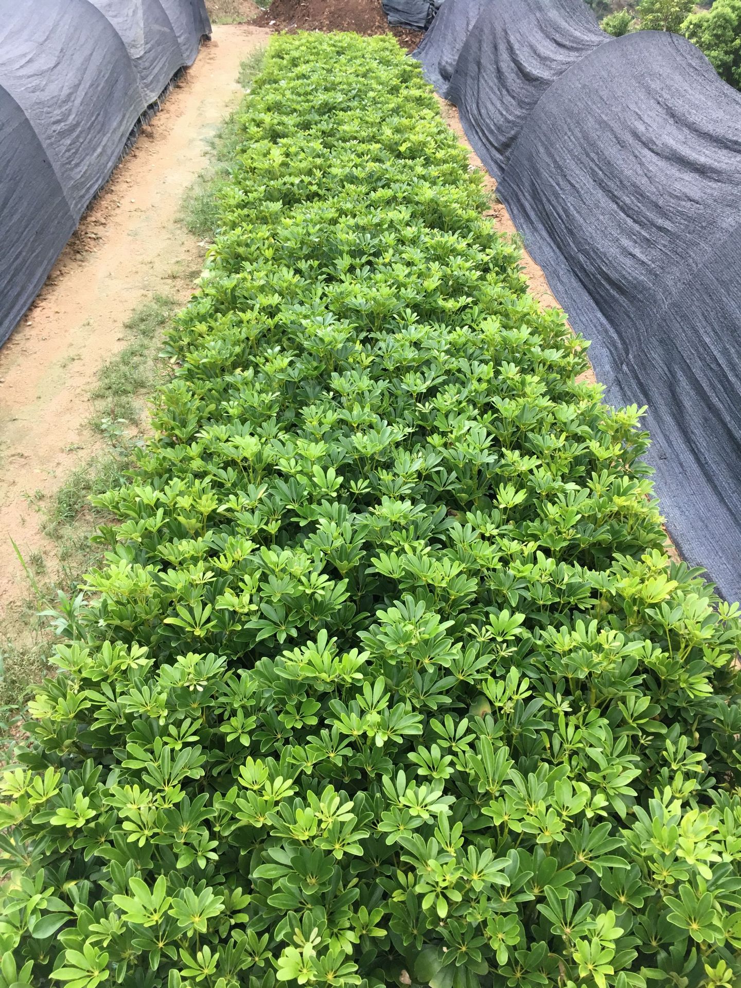 绿化 位于福建省漳州市东南花都324国道旁,本公司是绿化常用地被,绿篱