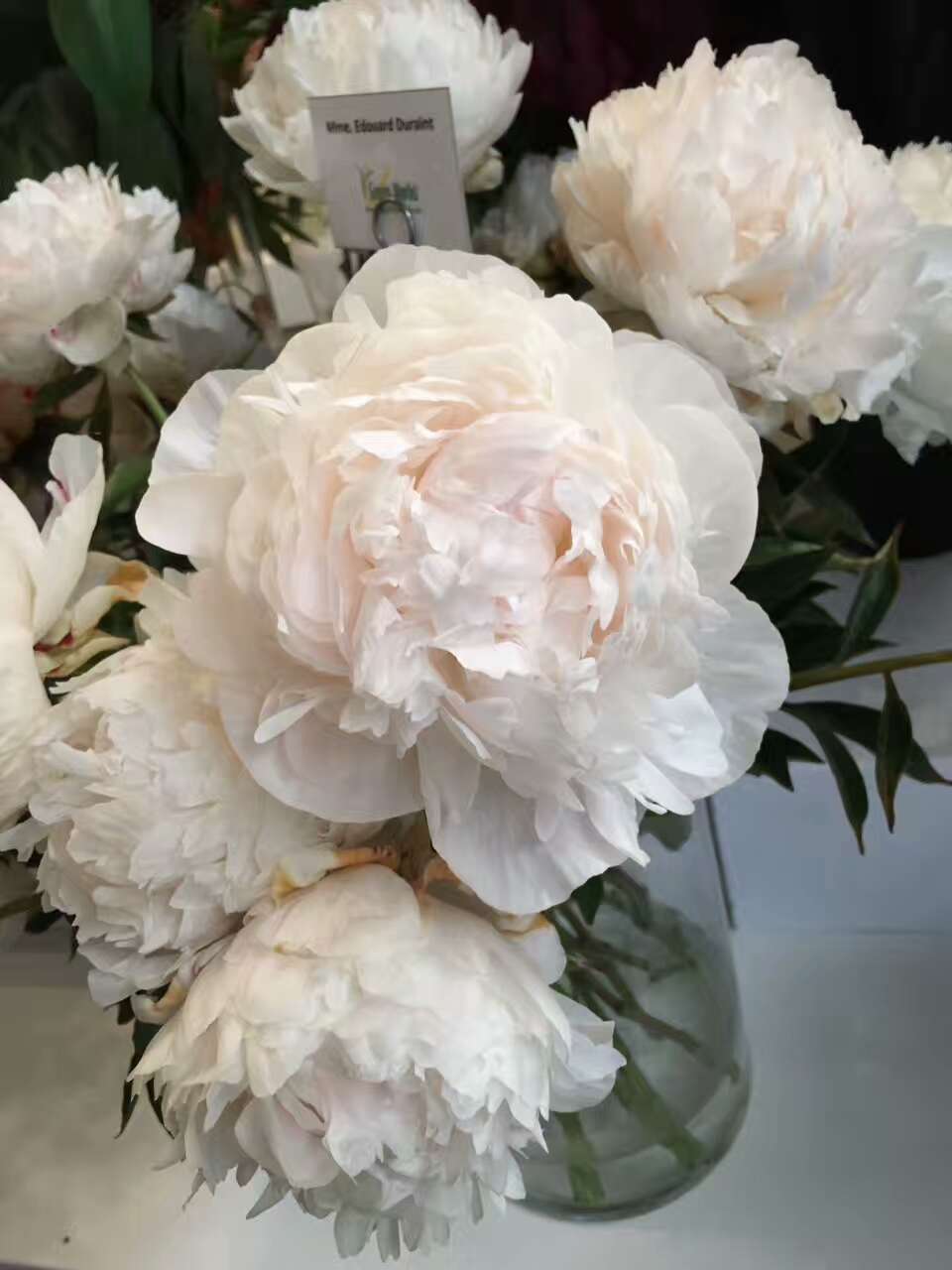 高端花卉荷兰进口芍药多年生耐寒品种多(切花盆栽)