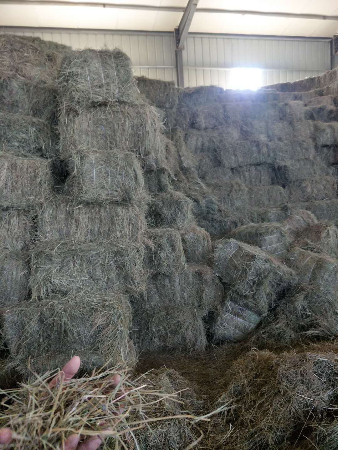 羊草厂家直销大量羊草 青干草 碱草牛马羊等动物牧草