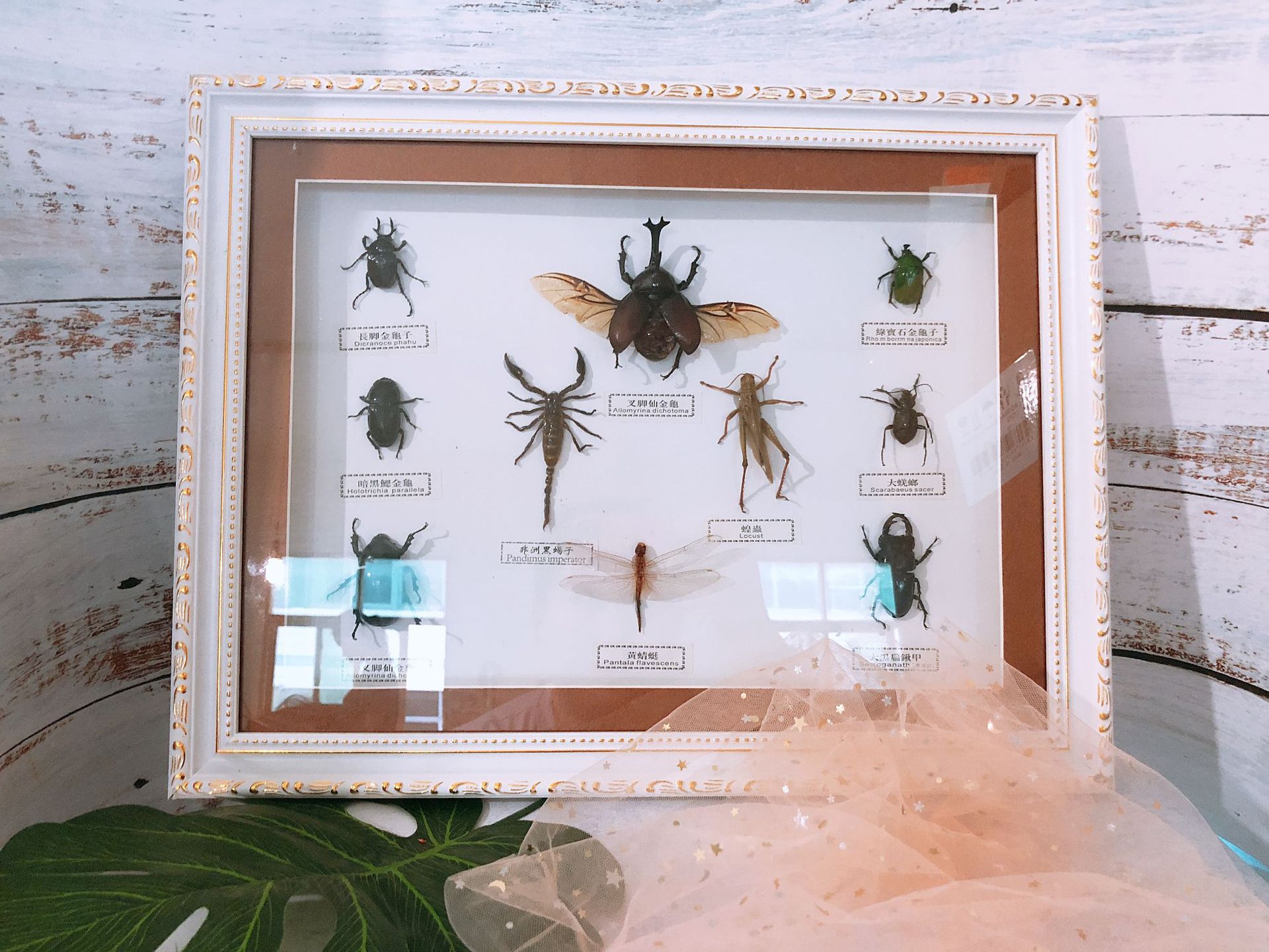 新款欧式家居摆设昆虫标本16寸10只昆虫标本相框
