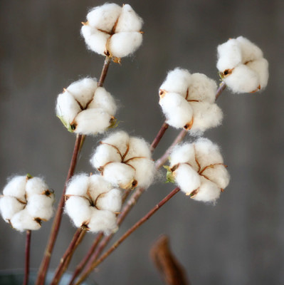 棉花真花干花单支家居卧室插花彩色棉花摆设会展艺术婚庆粉色棉花