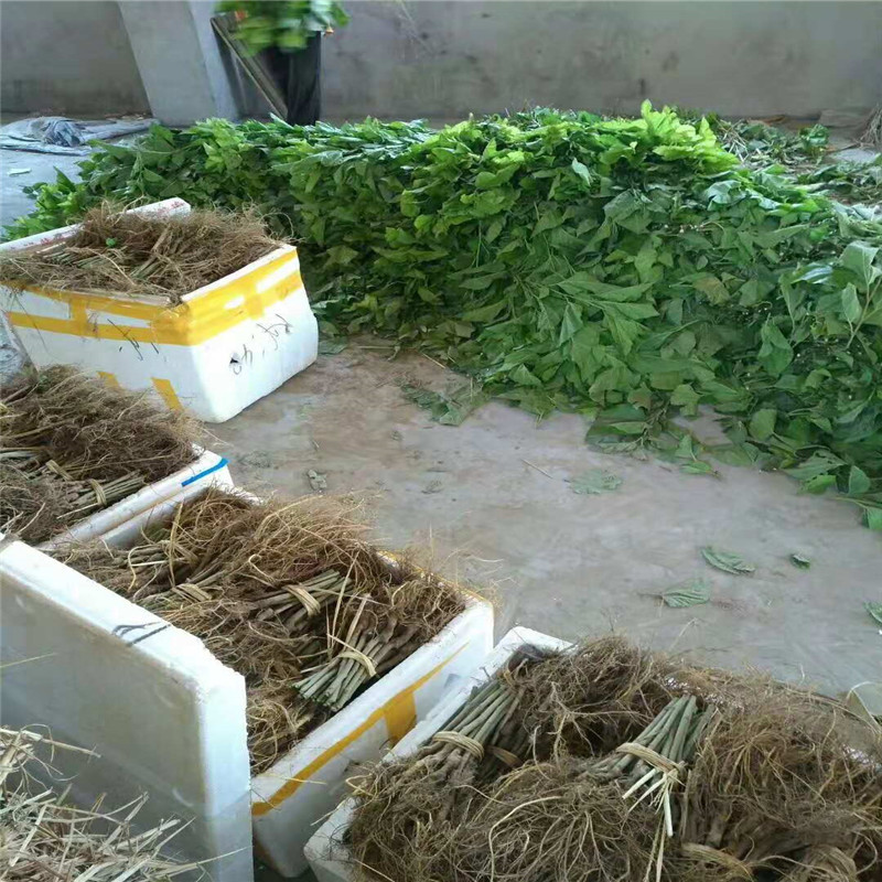 批发果桑苗 台湾四季果桑 嫁接长果桑树苗 桑椹树苗