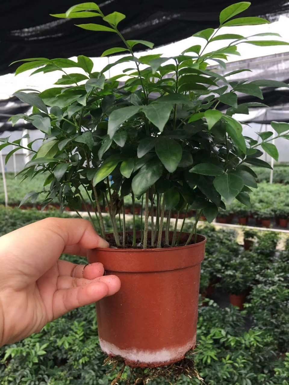【基地直销】观叶植物绿植室内吸甲醛花卉小盆栽 110檀香茶