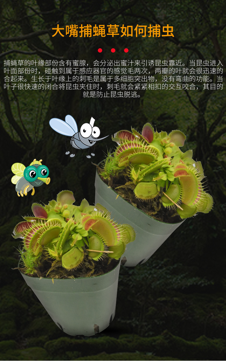 大嘴捕蝇草l号食虫植物食人花瓶子草猪笼草园艺花卉盆栽植物基地