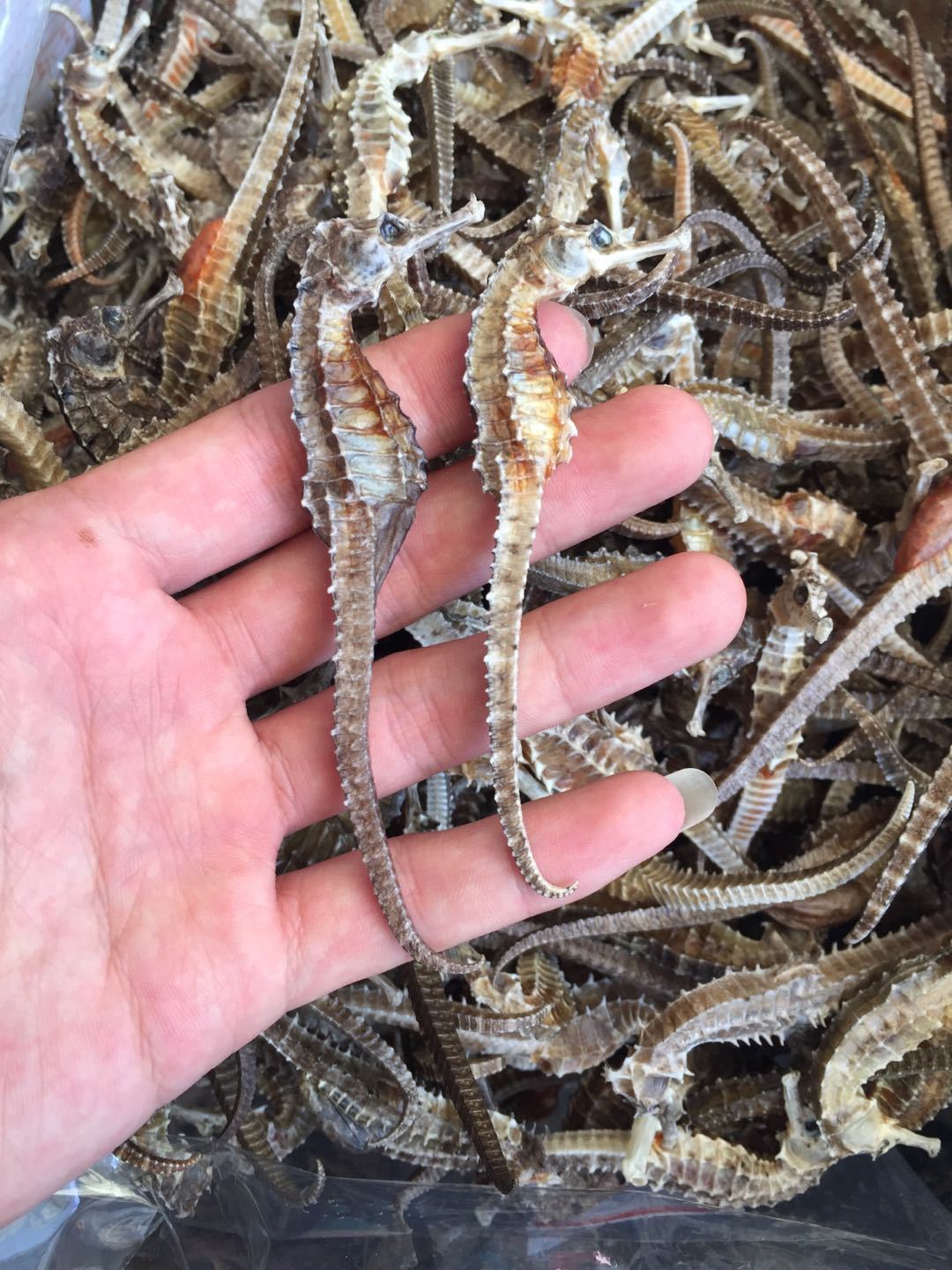 工厂货源清水本港三斑马 海马干 滋补品现货,批发靓货可一件代发