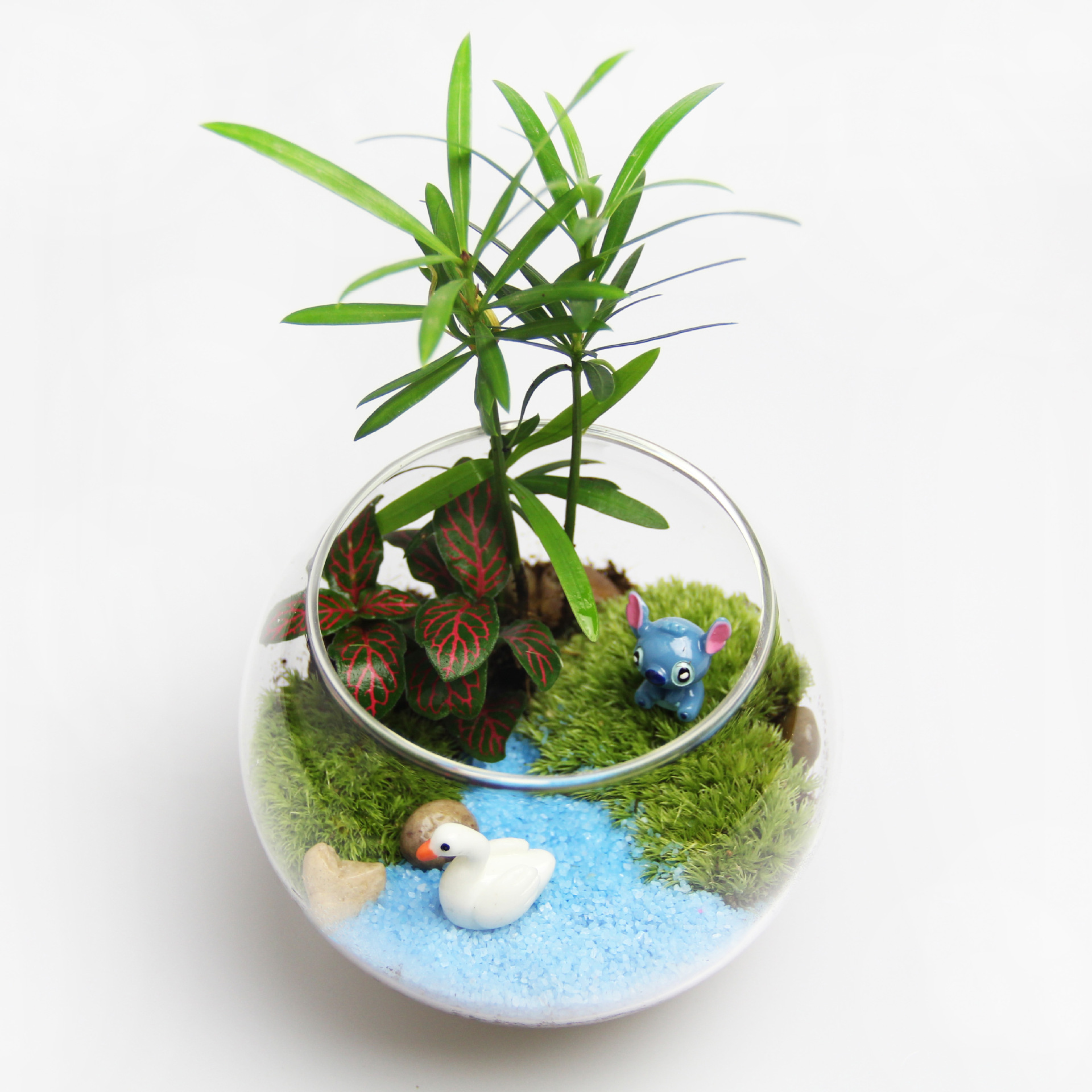创意礼品 礼物 苔藓微景观套装 小梅成品生态瓶 12cm平底吊瓶